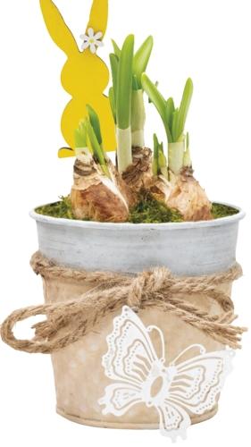 Jarní aranžmá tête-à-tête, 1 KS