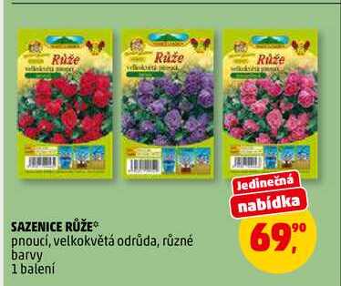 SAZENICE RŮŽE, 1 balení 