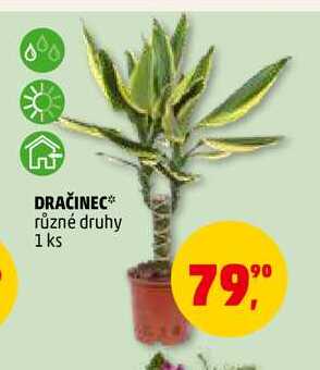 DRAČINEC, 1 ks