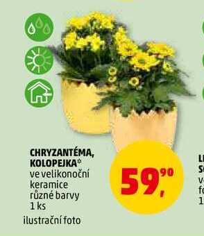 CHRYZANTÉMA, KOLOPEJKA, 1 ks