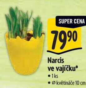 Narcis ve vajíčku