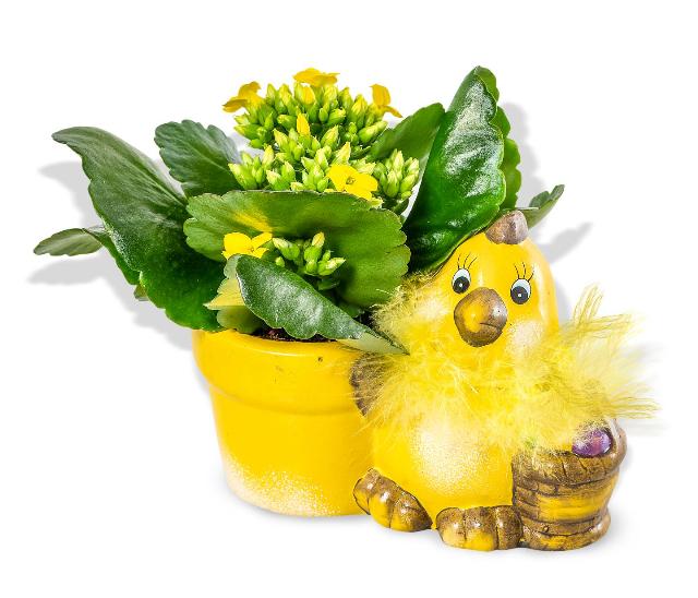 Kalanchoe mini v keramickém květináči kuře