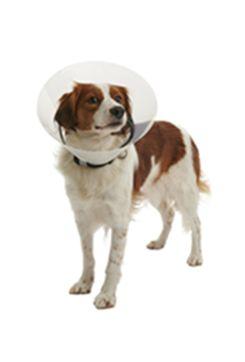 Límec Ochranný Buster Plastový Clic Collar 25cm