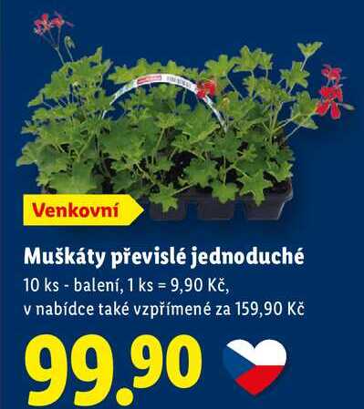 Muškáty převislé jednoduché, 10 ks