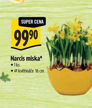  Narcis miska, pr. květináče 16 cm 