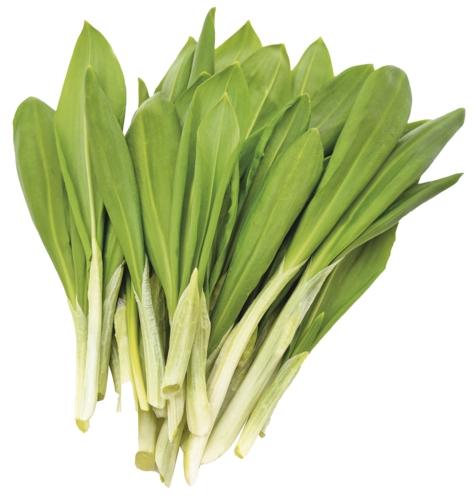 Česnek medvědí, 100 g