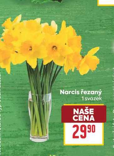 Narcis řezaný 1 svazek 
