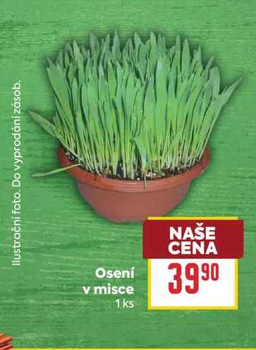 Osení v misce 1 ks 