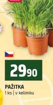 PAŽITKA 1 ks v kelímku 