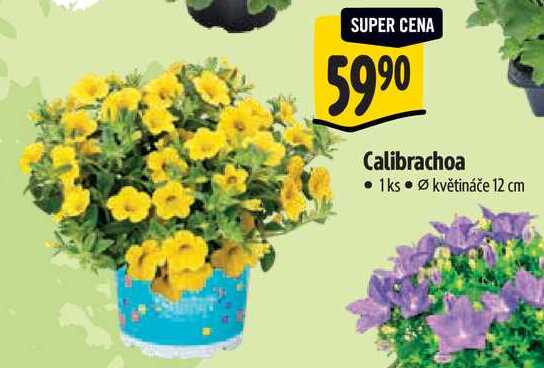 Calibrachoa 