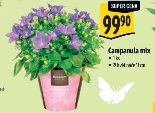 Campanula mix