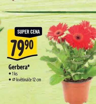  Gerbera, pr. květináče 12 cm 