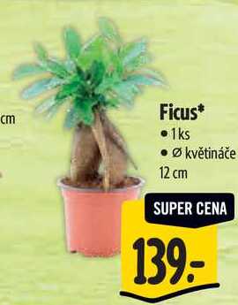 Ficus