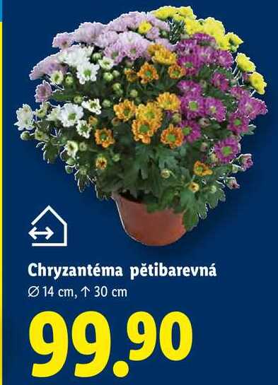 Chryzantéma pětibarevná 