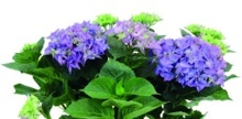 HORTENZIE VELKOLISTÁ (HYDRANGEA MACROPHYLLA) MODRÁ