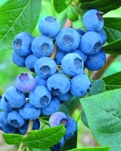 KANADSKÁ BORŮVKA (VACCINIUM CORYMBOSUM)