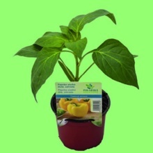 PAPRIKA SLADKÁ (CAPSICUM ANNUUM)
