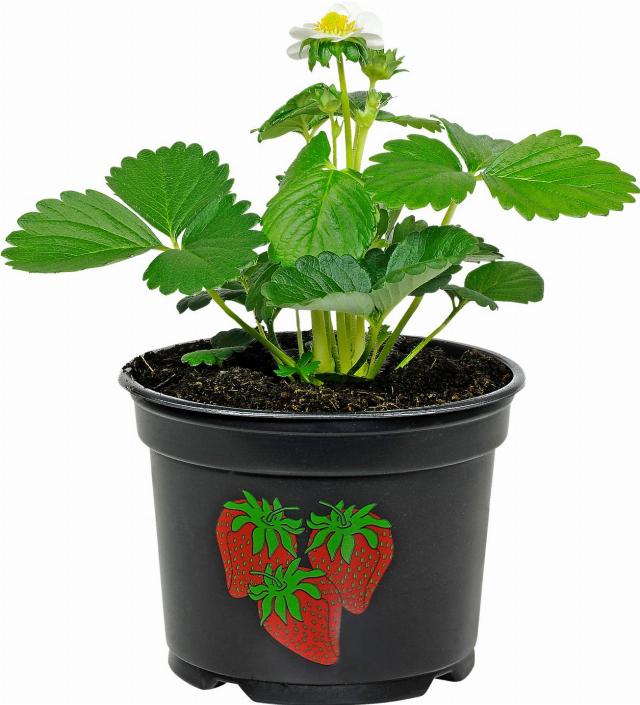 Jahodník velkoplodý