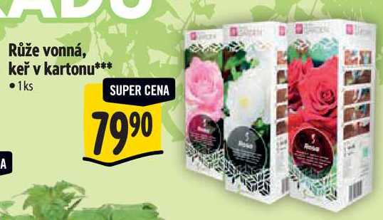 Růže vonná, keř v kartonu