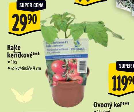 Rajče keříčkové