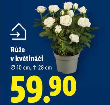 Růže v květináči