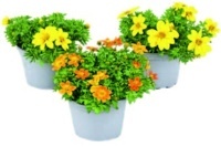 DVOUZUBEC BIDENS FERULIFOLIA