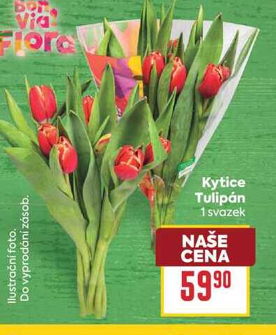 Kytice Tulipán 1 svazek