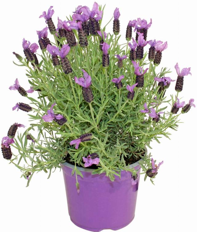 Levandule Lavandula stoechas