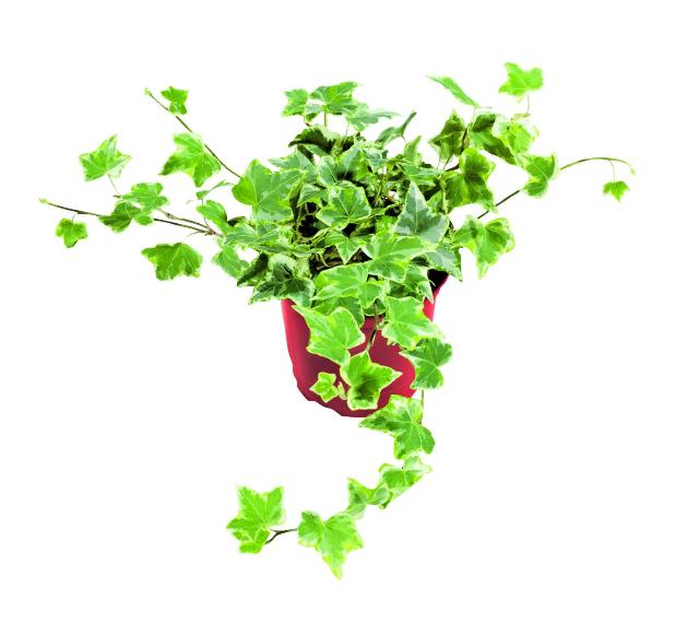 Břečťan popínavý