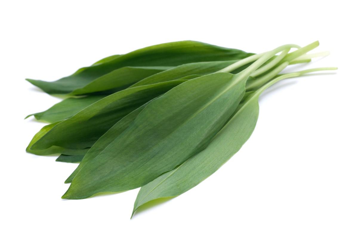 Česnek medvědí, 100 g