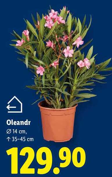 Oleandr, 14 cm, 