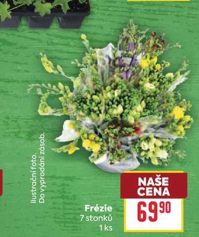 Frézie 7 stonků 1ks