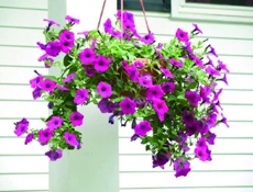 Petunie (Petunia) v závěsném květináči