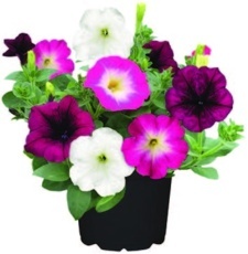 Petunie (Petunia) trio K13