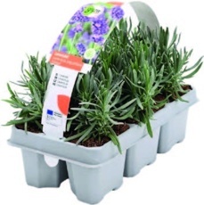 Levandule lékařská (Lavandula angustifolia)