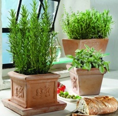 Směs italských bylinek