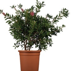 Štětkovec citrónový (Callistemon citrinus)