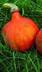 Dýně Hokkaidó (Cucurbita pepo)