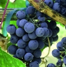 Réva vinná (Vitis vinifera) modrá