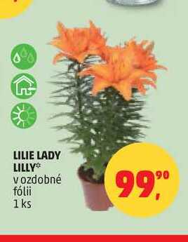LILIE LADY LILLY, 1 ks 