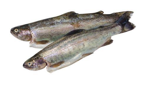Pstruh duhový kuchaný, 1 kg