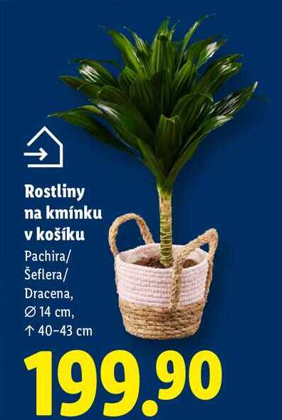 Rostliny na kmínku v košíku 