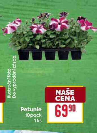 Petunie 10pack 1 ks    