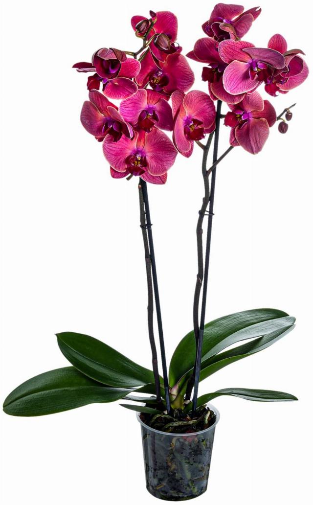 Orchidea-Phalaenopis Premium 2 výhony