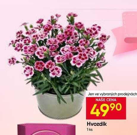 Hvozdík 1 ks 