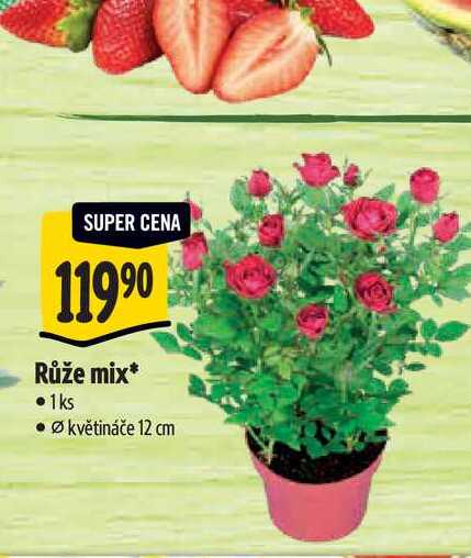  Růže mix, pr. květináče 12 cm 