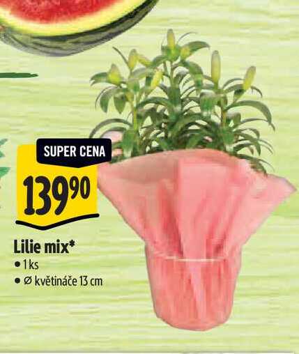   Lilie mix, pr. květináče 13 cm 