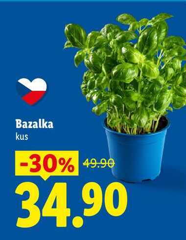 Bazalka