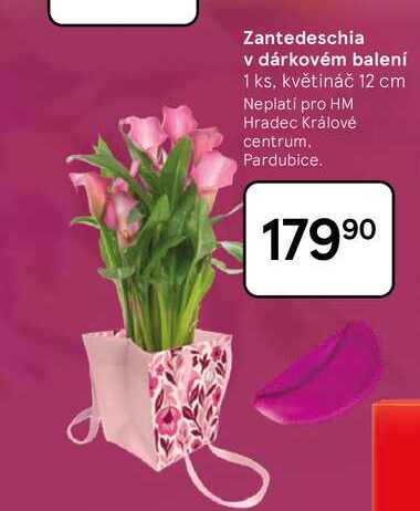 Zantedeschia v dárkovém balení, 1 ks, květináč 12 cm 