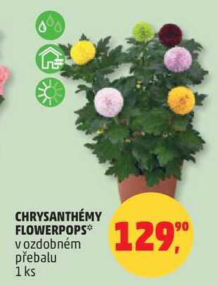 CHRYSANTHÉMY FLOWERPOPS v ozdobném přebalu, 1 ks 